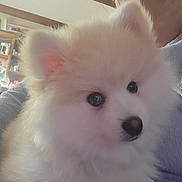 Apache participe au concours pour gagner de l'argent avec cette photo : puppy, dog, fluffy, white, cute, pet, indoor, person, face, closeup, fur, ears, nose, eyes, holding, cozy, background, sweater, smile, home