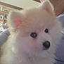 puppy, dog, fluffy, white, cute, pet, indoor, person, face, closeup, fur, ears, nose, eyes, holding, cozy, background, sweater, smile, home