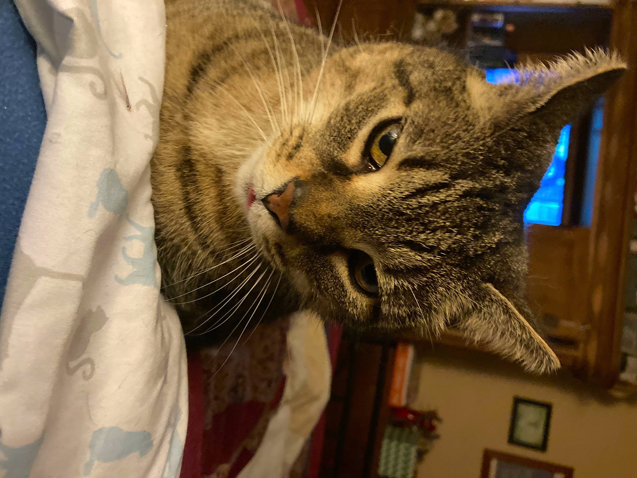 Rascals is registered to the contest to win money with this photo: carnivore, cat, cat_supply, claw, comfort, domestic_short_haired_cat, ear, felidae, fur, paw, picture_frame, small_to_medium_sized_cats, snout, whiskers