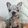 puppy, dog, french_bulldog, close_up, portrait, ears, blue_eyes, merle_pattern, whiskers, cute, pet, animal, fluffy_blanket, cozy, indoor, young, small, sitting, fur, snout