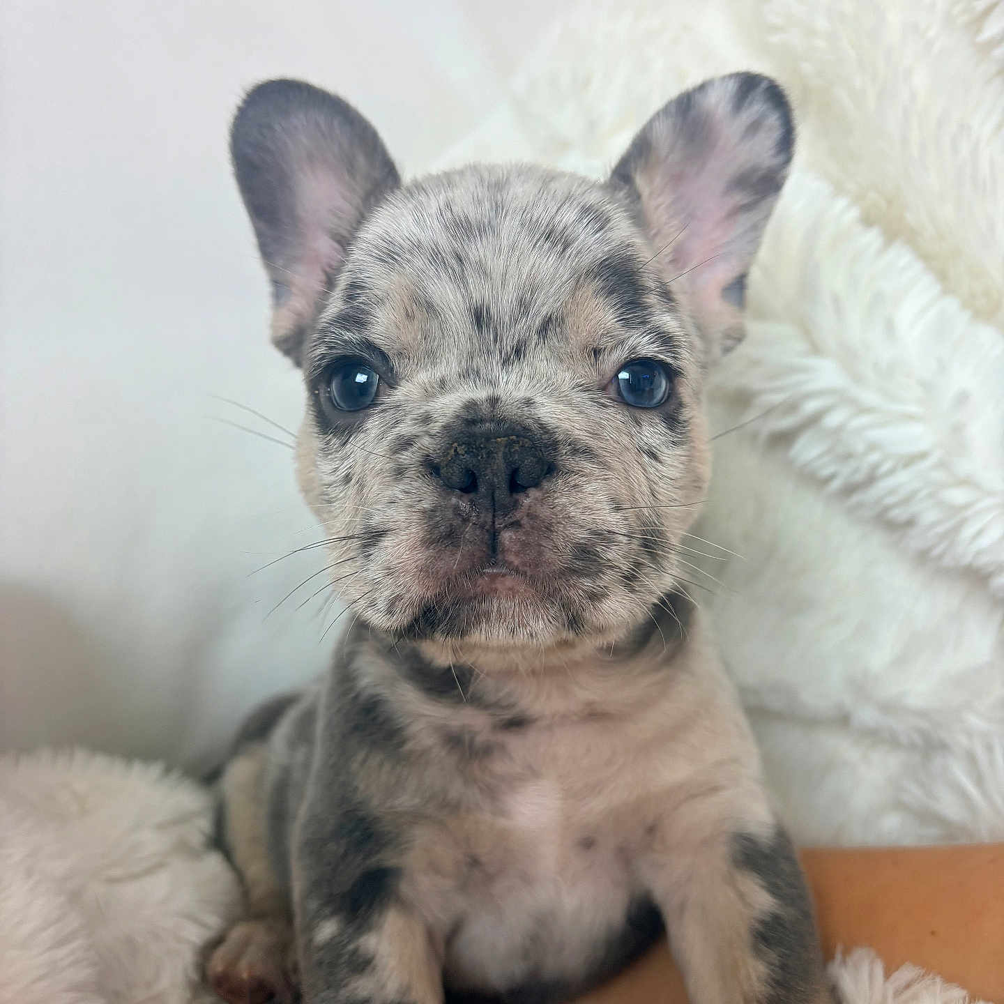 Louie is registered to the contest to win money with this photo: animal, blue_eyes, close_up, cozy, cute, dog, ears, fluffy_blanket, french_bulldog, fur, indoor, merle_pattern, pet, portrait, puppy, sitting, small, snout, whiskers, young