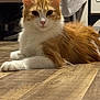 Valeera a rejoint le concours — aidez-le/la à gagner de superbes lots ! animal, cat, close_up, cozy, domestic_animal, ears, feline, flooring, fur, home, indoor, looking_at_camera, mammal, orange_cat, paws, pet, relaxed, whiskers, white_cat, wooden_floor