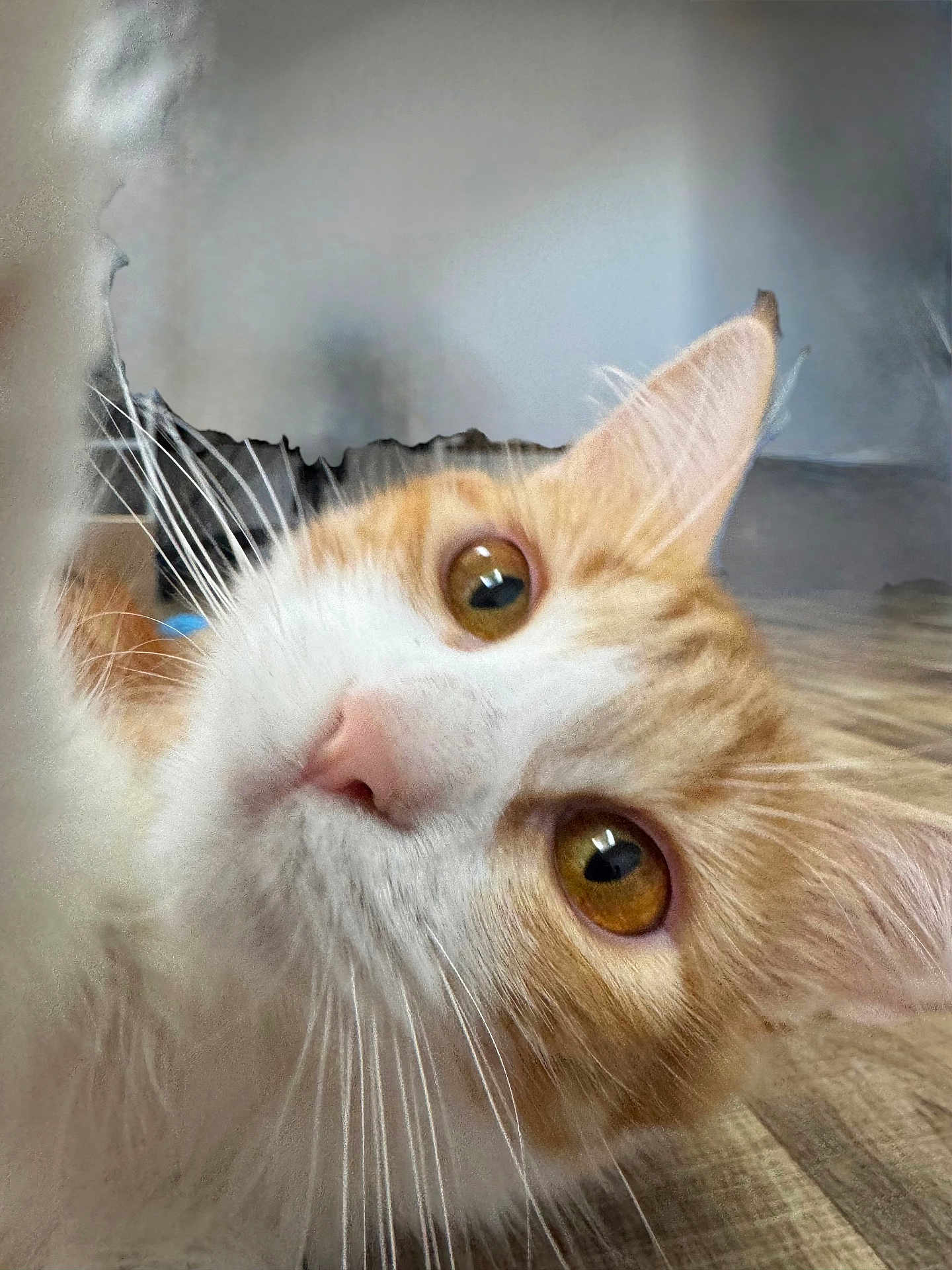 Valeera a rejoint le concours — aidez-le/la à gagner de superbes lots ! animal, cat, close_up, curious, domestic_cat, ears, eyes, face, feline, floor, fur, indoor, looking, nose, orange_cat, pet, portrait, whiskers, white_cat, wooden_floor
