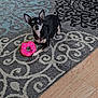 black_fur, chair_leg, chihuahua, dog, donut_toy, ears, eyes, hardwood_floor, indoor, living_room, looking_at_camera, patterned_rug, paw, pet, playful, rug, sitting, small_dog, toy, white_markings