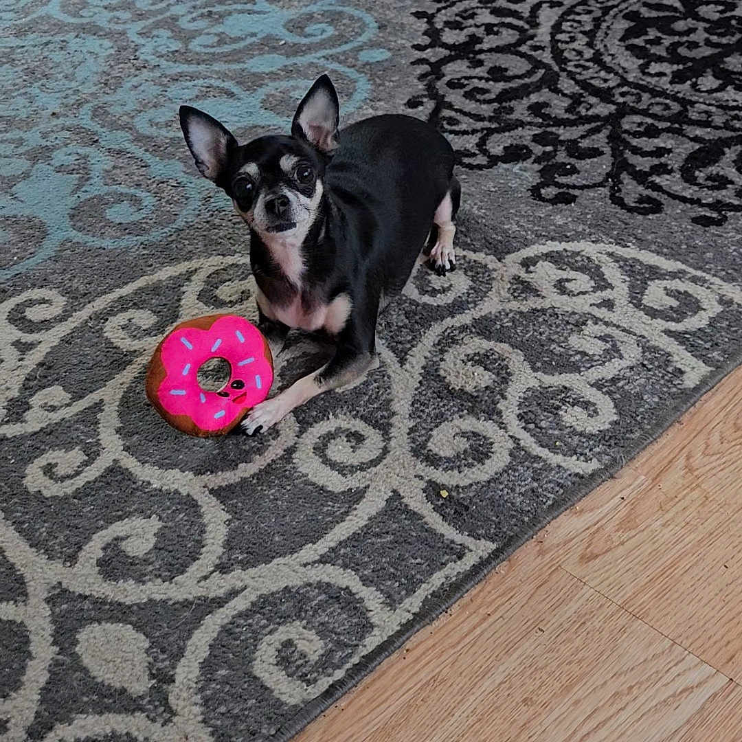 Lululove joined the competition — help win amazing prizes! black_fur, chair_leg, chihuahua, dog, donut_toy, ears, eyes, hardwood_floor, indoor, living_room, looking_at_camera, patterned_rug, paw, pet, playful, rug, sitting, small_dog, toy, white_markings