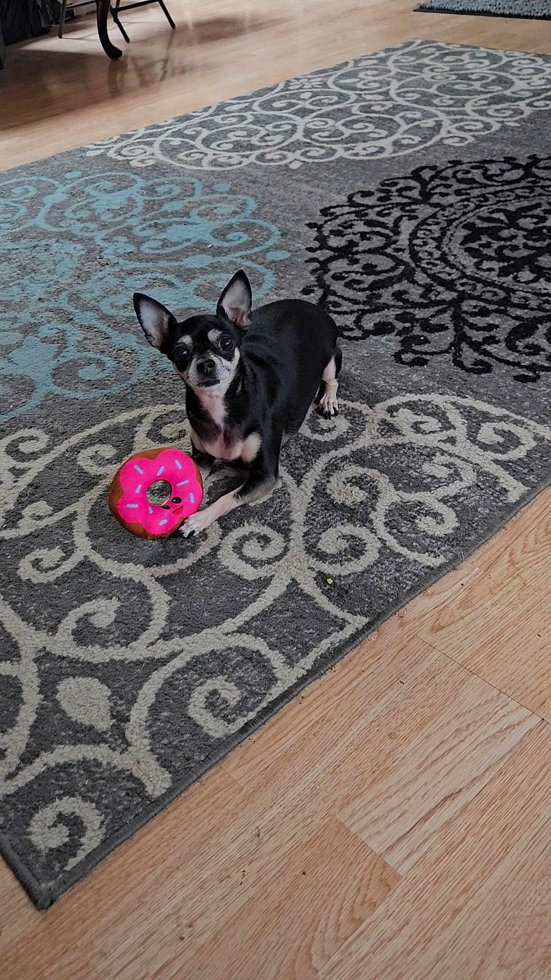 Lululove joined the competition — help win amazing prizes! black_fur, chair_leg, chihuahua, dog, donut_toy, ears, eyes, hardwood_floor, indoor, living_room, looking_at_camera, patterned_rug, paw, pet, playful, rug, sitting, small_dog, toy, white_markings