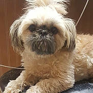 Bella is registered to the contest to win money with this photo: dog, fluffy, stool, kitchen, counter, pet, furniture, indoor, curious, small_dog, light_brown, fur, face, paw, relaxed, home, domestic_animal, companion, cute, animal
