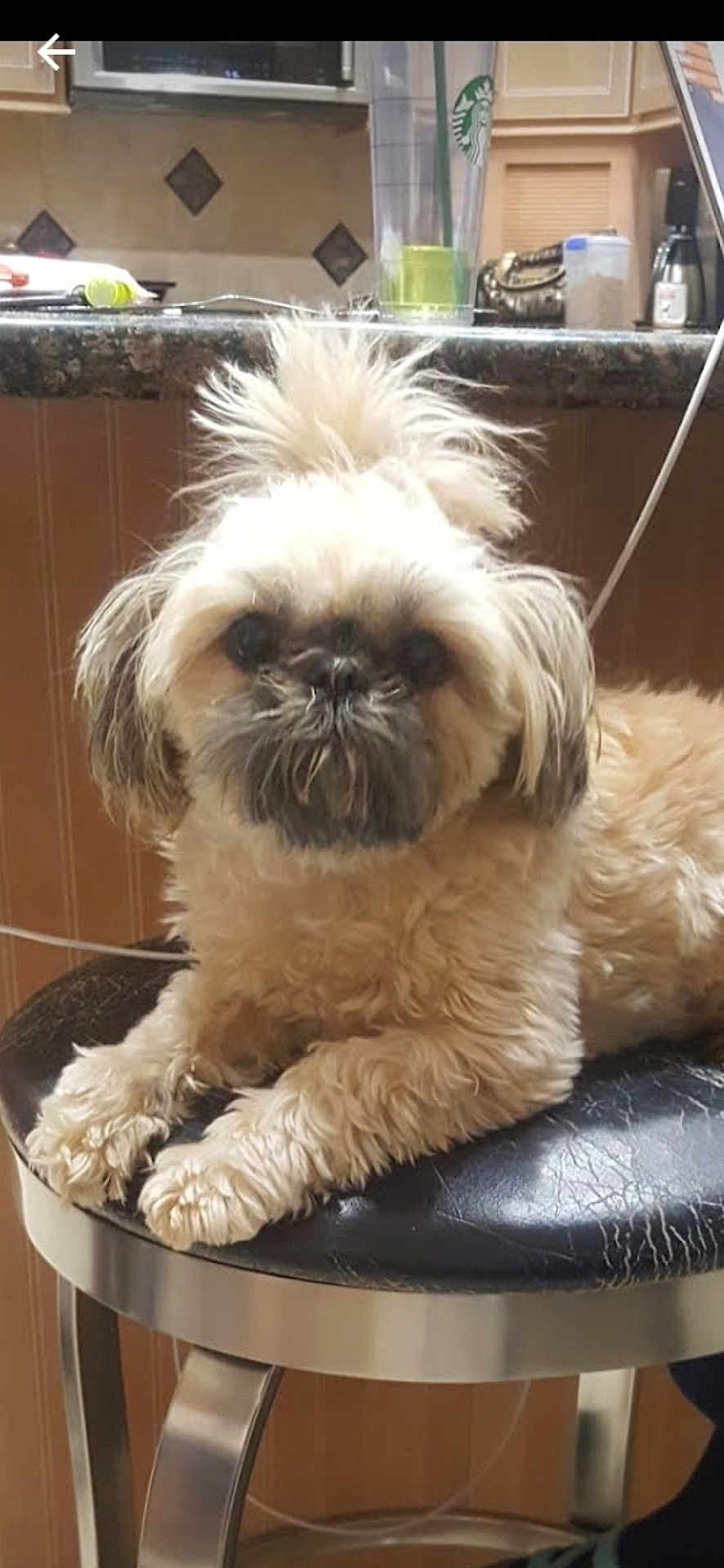 Bella is registered to the contest to win money with this photo: dog, fluffy, stool, kitchen, counter, pet, furniture, indoor, curious, small_dog, light_brown, fur, face, paw, relaxed, home, domestic_animal, companion, cute, animal
