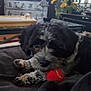 animal, black_and_white, blanket, calendar, cozy, curly_fur, cute, dog, flowers, furniture, home_decor, indoor, laying_down, pet, playing, red_ball, relaxed, sunflowers, table, toy