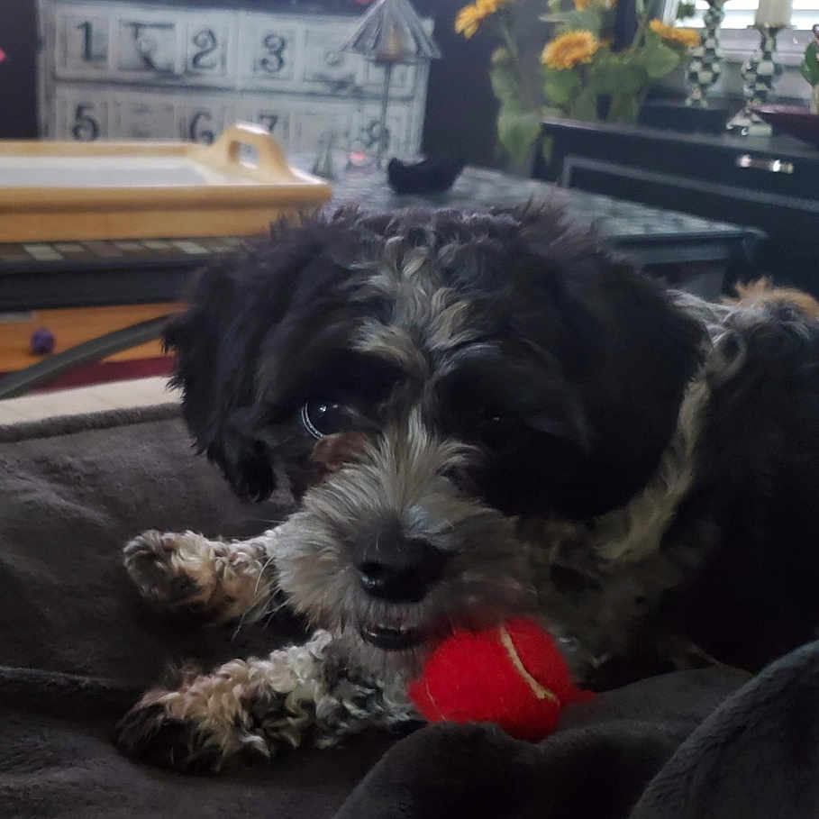 Lucy joined the competition — help win amazing prizes! animal, black_and_white, blanket, calendar, cozy, curly_fur, cute, dog, flowers, furniture, home_decor, indoor, laying_down, pet, playing, red_ball, relaxed, sunflowers, table, toy