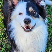 Loky participe au concours pour gagner de l'argent avec cette photo : dog, border_collie, pet, canine, fur, portrait, outdoor, grass, happy, smiling, ears, teeth, eyes, black_and_white, fluffy, muzzle, paw, playful, nature, close_up