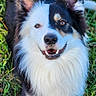 black_and_white, border_collie, canine, close_up, dog, ears, eyes, fluffy, fur, grass, happy, muzzle, nature, outdoor, paw, pet, playful, portrait, smiling, teeth