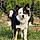 Loky