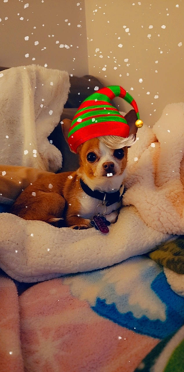 Ben is registered to the contest to win money with this photo: canidae, carnivore, christmas, companion_dog, costume_hat, dog, dog_breed, dog_clothes, dog_supply, event, fawn, fur, snout, snow, sporting_group, stuffed_toy, toy, toy_dog, winter, working_animal