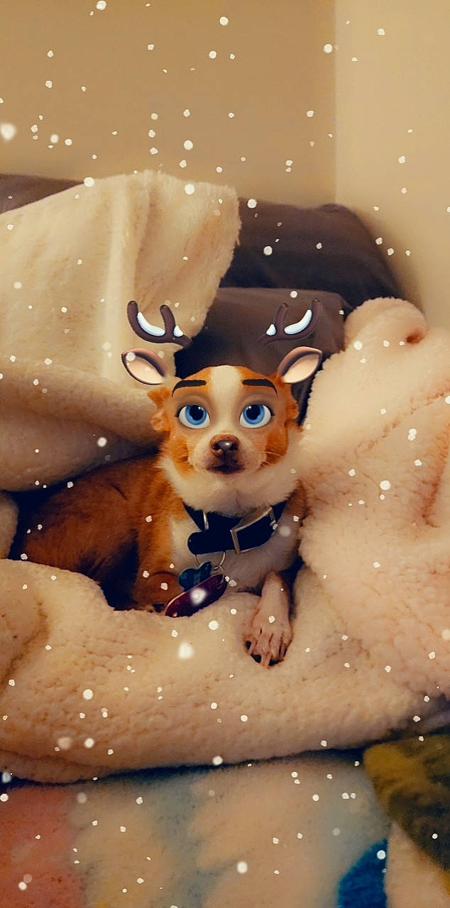 Ben joined the competition — help win amazing prizes! animal_figure, art, brown, carnivore, christmas_ornament, companion_dog, deer, dog, dog_breed, fawn, fur, mammal, ornament, snout, snow, toy, vertebrate, whiskers, winter, working_animal