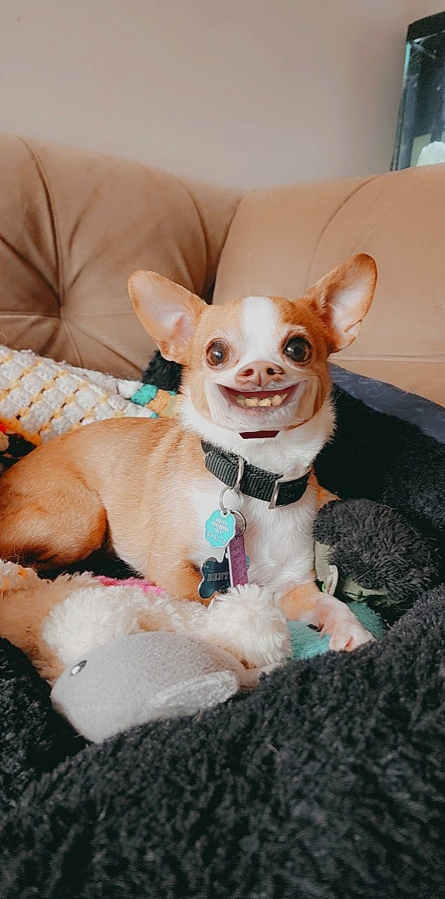 Ben joined the competition — help win amazing prizes! carnivore, chihuahua, collar, comfort, companion_dog, dog, dog_breed, dog_clothes, dog_collar, dog_supply, eyewear, fawn, fur, party_hat, snout, sporting_group, textile, toy_dog, whiskers, working_animal