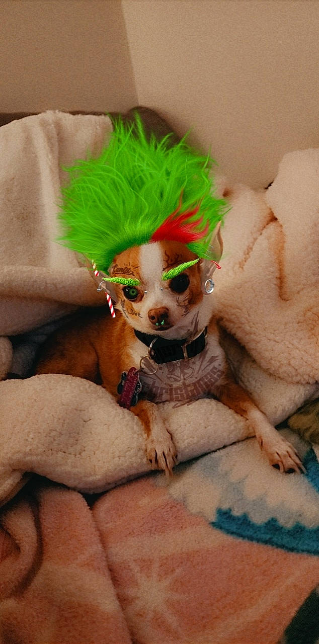 Ben is registered to the contest to win money with this photo: canidae, carnivore, comfort, companion_dog, couch, dog, dog_breed, dog_supply, doll, fashion_accessory, fawn, felidae, fur, snout, stuffed_toy, tail, toy, toy_dog, whiskers, working_animal