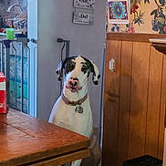 Hope joined the competition — help win amazing prizes! dog, indoor, table, wooden_table, floor, rug, wallpaper, floral_pattern, colorful_art, mandala, kitchen, pet, sitting, collar, curious, animal, home, furniture, door, decor