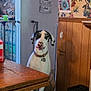 dog, indoor, table, wooden_table, floor, rug, wallpaper, floral_pattern, colorful_art, mandala, kitchen, pet, sitting, collar, curious, animal, home, furniture, door, decor