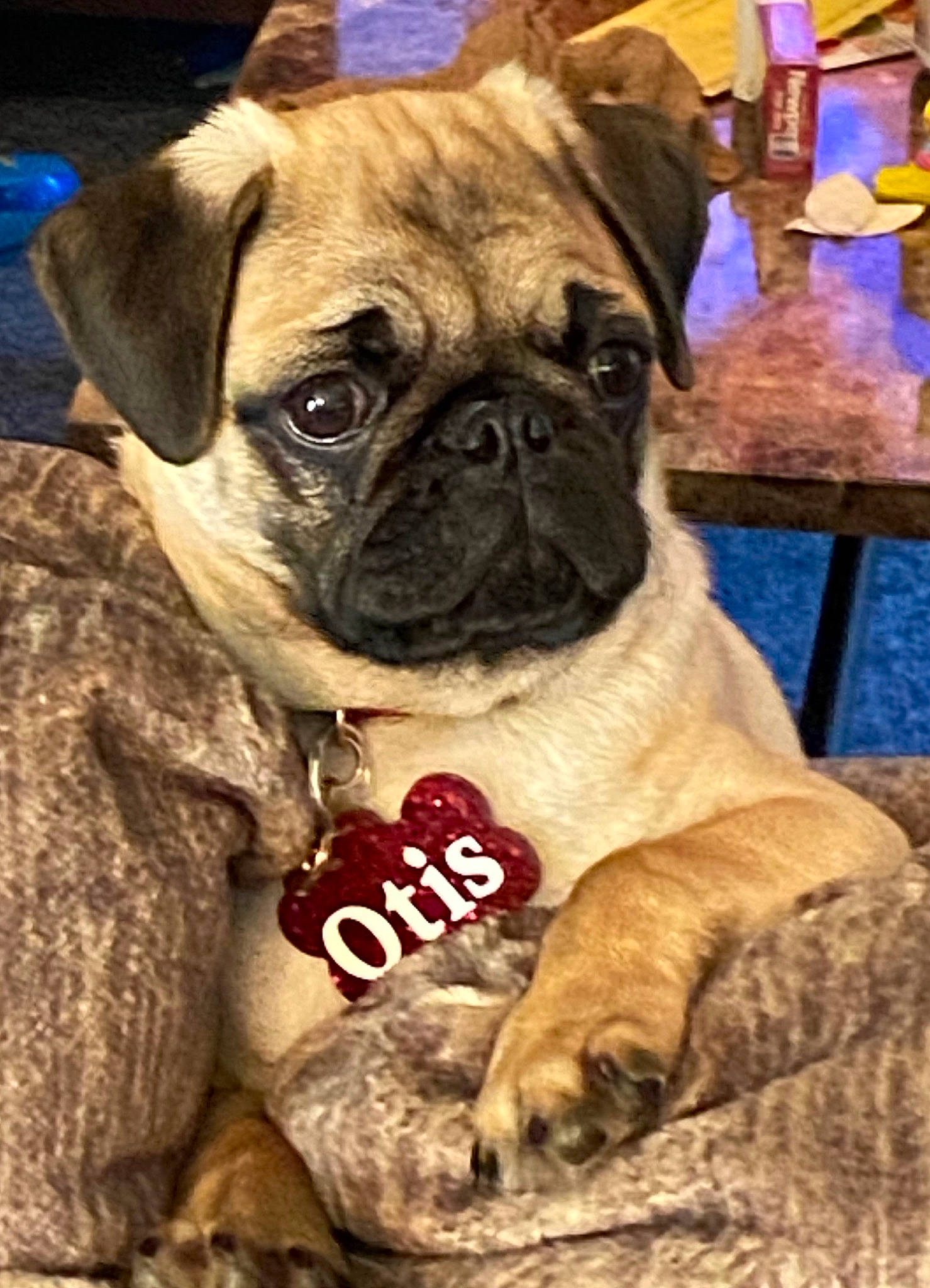 Otis is registered to the contest to win money with this photo: ancient_dog_breeds, canidae, carnivore, companion_dog, dog, dog_breed, fawn, fur, non_sporting_group, pug, puppy, puppy_love, snout, sporting_group, terrestrial_animal, toy_dog, whiskers, working_animal, wrinkle