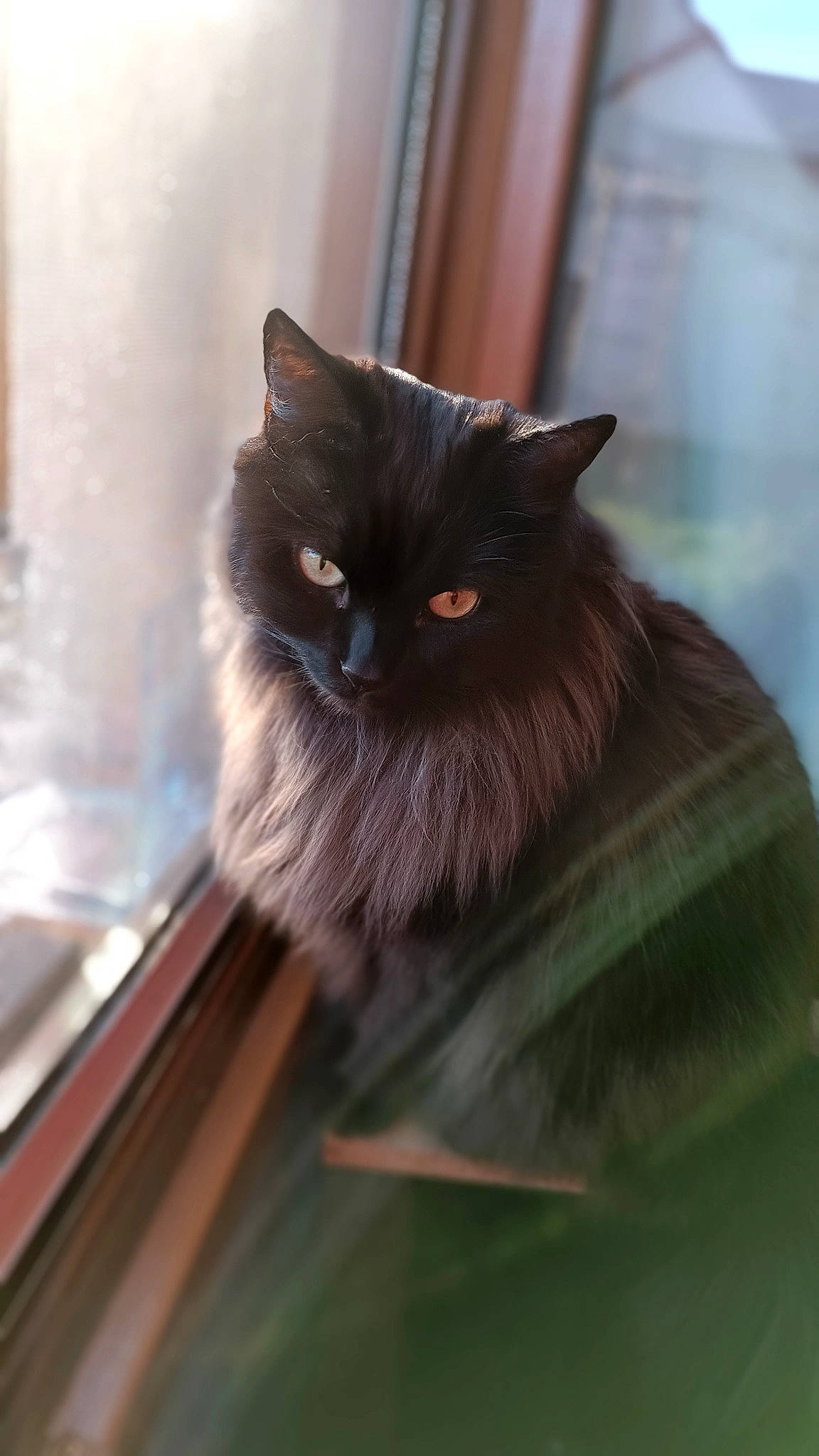 Nao a rejoint le concours — aidez-le/la à gagner de superbes lots ! art, black_cat, british_longhair, carnivore, cat, fawn, felidae, flooring, fur, hardwood, iris, persian, ragdoll, small_to_medium_sized_cats, snout, tail, terrestrial_animal, whiskers, window, wood