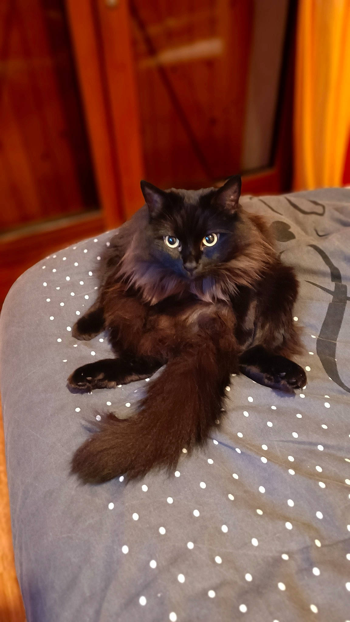 Nao a rejoint le concours — aidez-le/la à gagner de superbes lots ! black_cat, carnivore, cat, claw, comfort, domestic_short_haired_cat, fawn, felidae, flooring, fur, grey, hardwood, paw, small_to_medium_sized_cats, snout, tail, terrestrial_animal, vertebrate, whiskers, wood