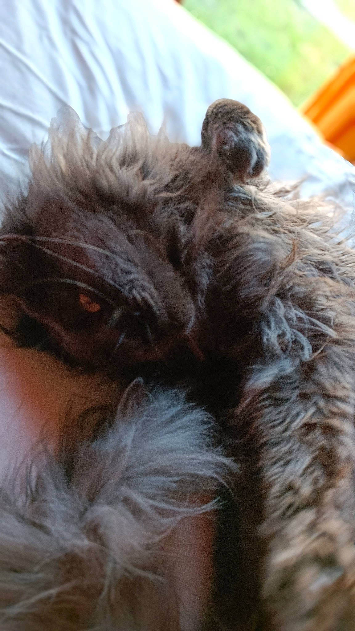 Romeo a rejoint le concours — aidez-le/la à gagner de superbes lots ! carnivore, companion_dog, dog, dog_breed, ear, fawn, felidae, fur, liver, small_terrier, small_to_medium_sized_cats, snout, sporting_group, tail, terrestrial_animal, terrier, toy_dog, water_dog, whiskers, working_animal