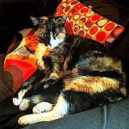 Matchoupitchou a rejoint le concours — aidez-le/la à gagner de superbes lots ! cat, tortoiseshell, feline, pet, animal, couch, pillow, patterned_pillow, orange, black, white, fur, relaxed, indoor, cozy, resting, whiskers, paw, home, sunlight