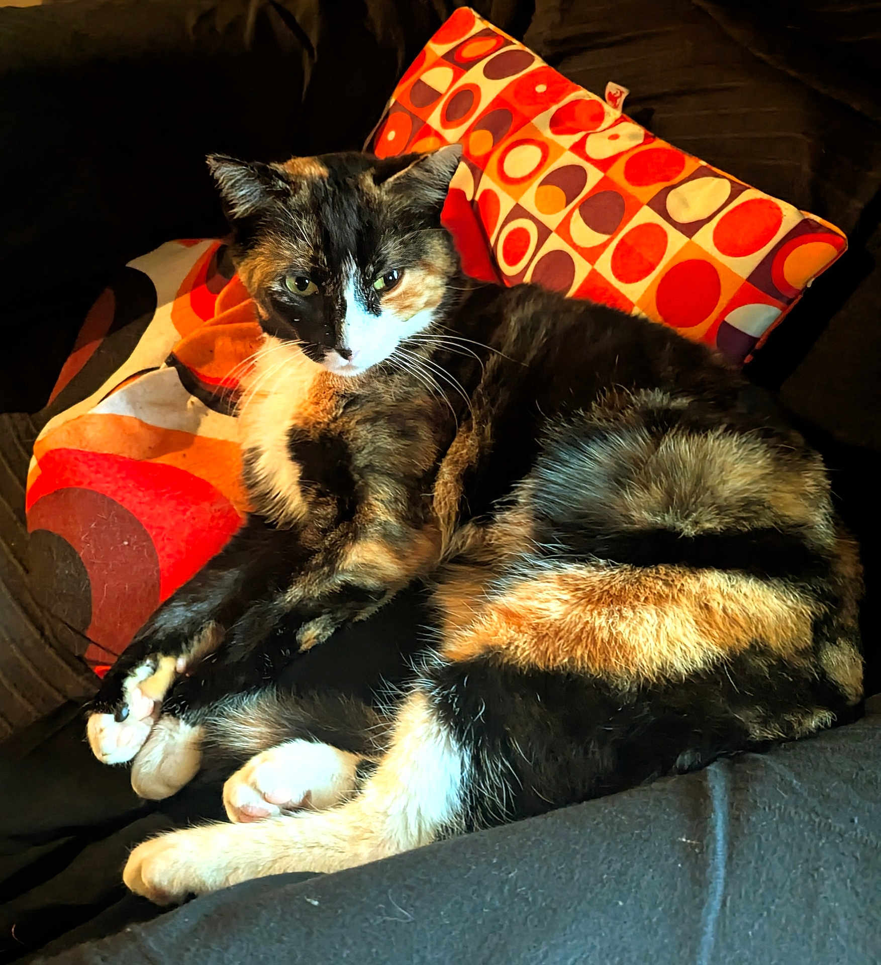Matchoupitchou a rejoint le concours — aidez-le/la à gagner de superbes lots ! cat, tortoiseshell, feline, pet, animal, couch, pillow, patterned_pillow, orange, black, white, fur, relaxed, indoor, cozy, resting, whiskers, paw, home, sunlight