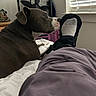 River is registered to the contest to win money with this photo: baby_car_seat, bed, bedroom, blanket, blinds, canine, companion, dog, fan, furniture, home, indoors, pet, pit_bull, profile, purple_blanket, side_view, sitting, white_blanket, window