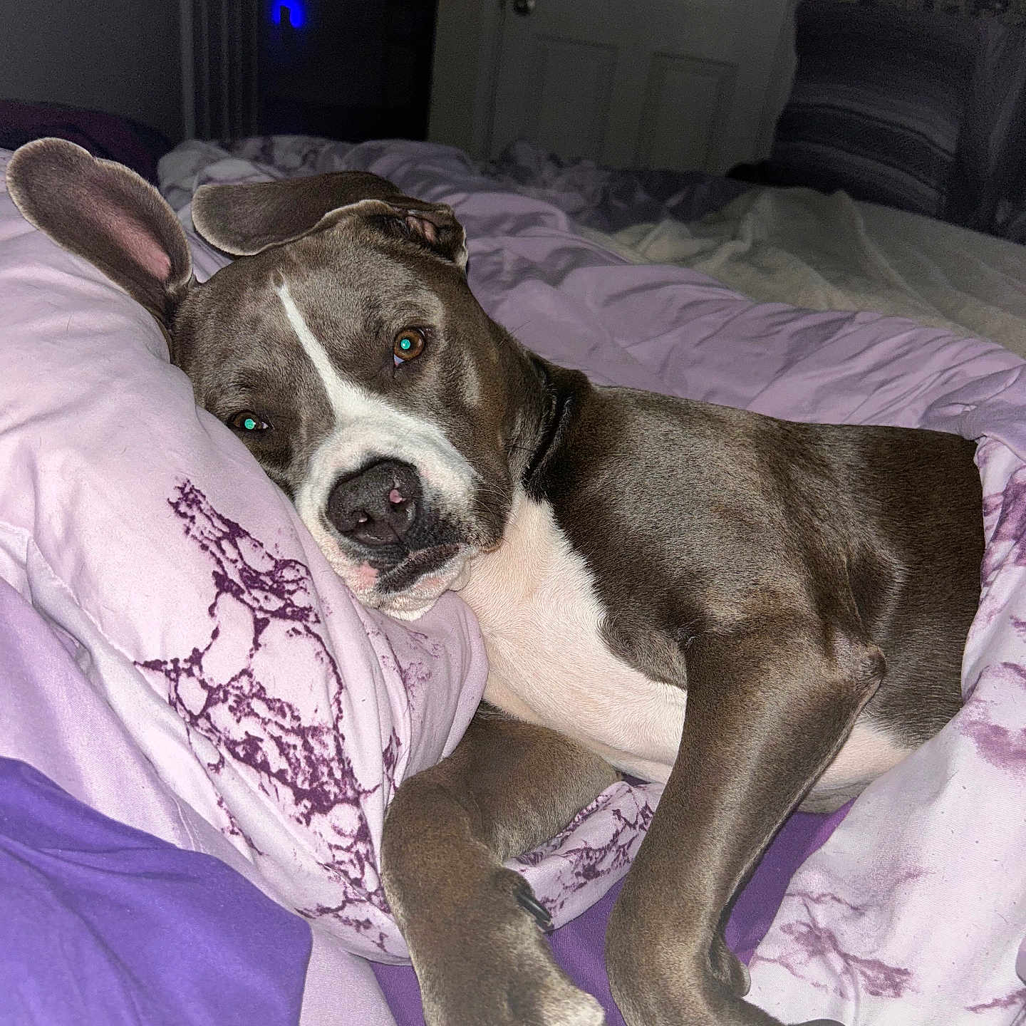 River is registered to the contest to win money with this photo: animal, bed, bedding, blanket, canine, comfort, cute, dog, domestic, ears, fur, indoor, lying_down, paw, pet, purple, relaxed, resting, sleepy, white