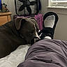 bed, bedroom, blanket, blinds, box_fan, canine, companionship, cozy, dog, furniture, gray_dog, home, indoor, injured_leg, medical_boot, pet, resting, sleeping, white_markings, window