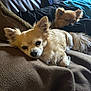 dog, chihuahua, pet, indoor, couch, blanket, sleeping, resting, brown, fur, small_dog, cute, animal, companion, relaxing, cozy, domestic, two_dogs, furry, laying_down