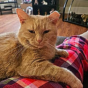 Peanut joined the competition — help win amazing prizes! cat, orange_cat, pet, indoor, plaid_pants, lap, relaxed, feline, whiskers, fur, home_interior, plant, furniture, shelf, decor, wood_floor, cozy, resting, person, casual