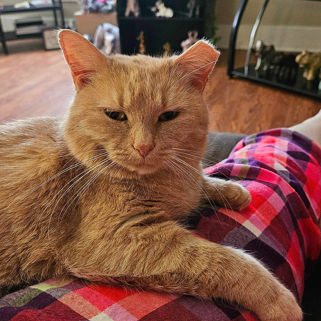 Peanut joined the competition — help win amazing prizes! casual, cat, cozy, decor, feline, fur, furniture, home_interior, indoor, lap, orange_cat, person, pet, plaid_pants, plant, relaxed, resting, shelf, whiskers, wood_floor