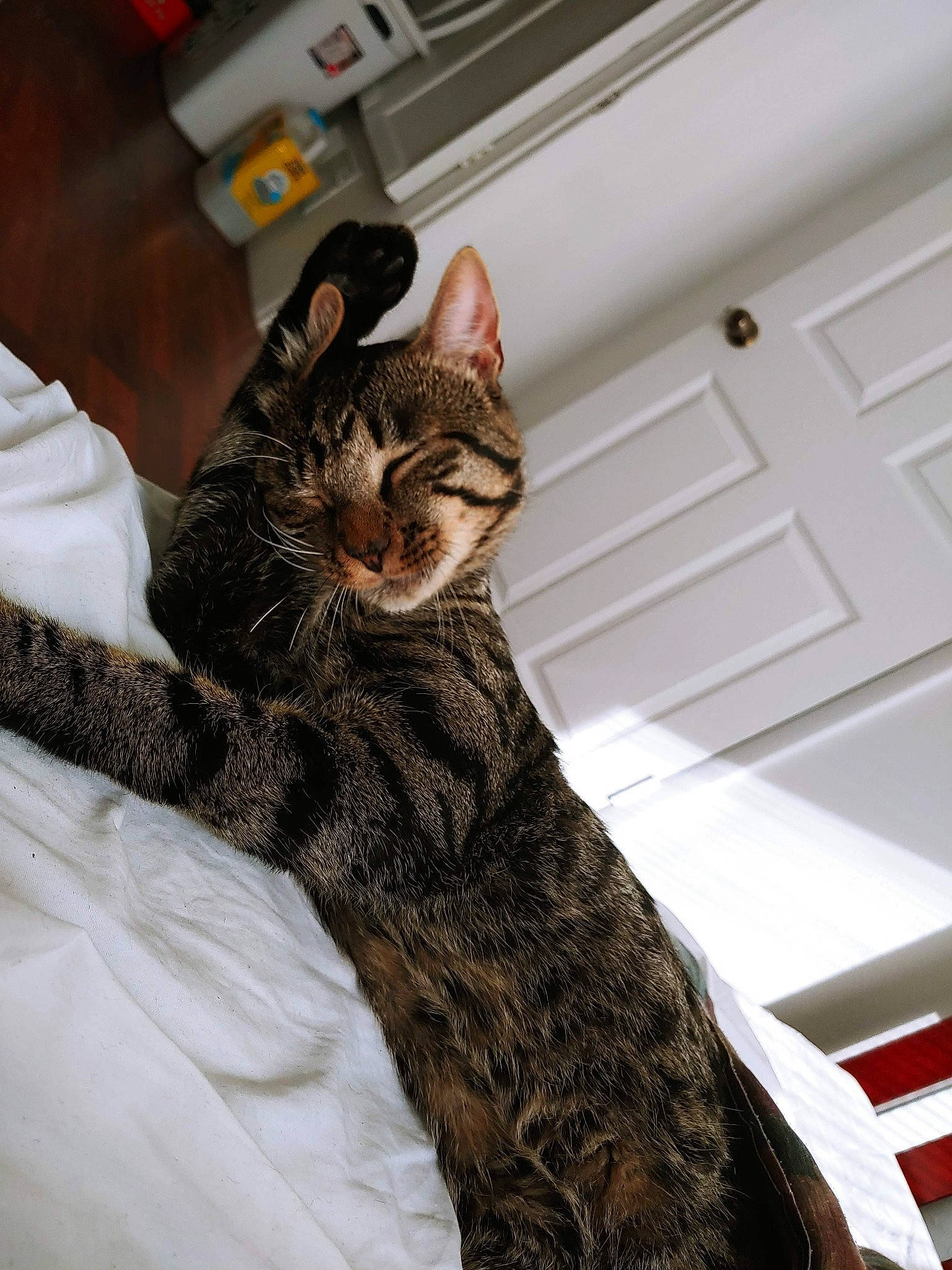 Ezra is registered to the contest to win money with this photo: bed, canidae, carnivore, cat, claw, comfort, domestic_short_haired_cat, door, felidae, fur, gesture, linens, military_camouflage, paw, small_to_medium_sized_cats, snout, tail, whiskers