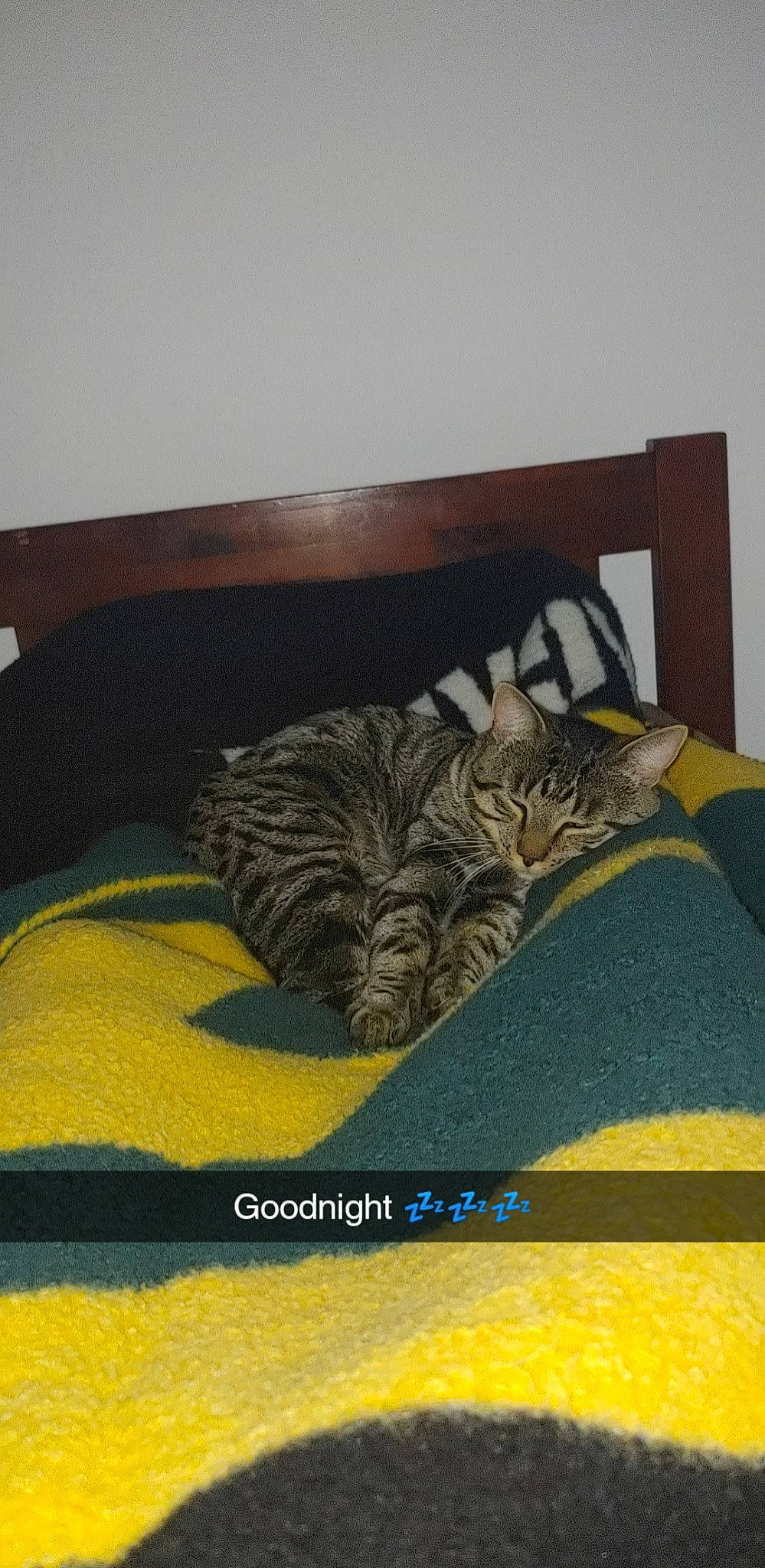 Ezra joined the competition — help win amazing prizes! bedding, carnivore, cat, comfort, domestic_short_haired_cat, felidae, floor, flooring, fur, grey, hardwood, linens, mattress, pattern, rectangle, room, small_to_medium_sized_cats, tail, terrestrial_animal, whiskers