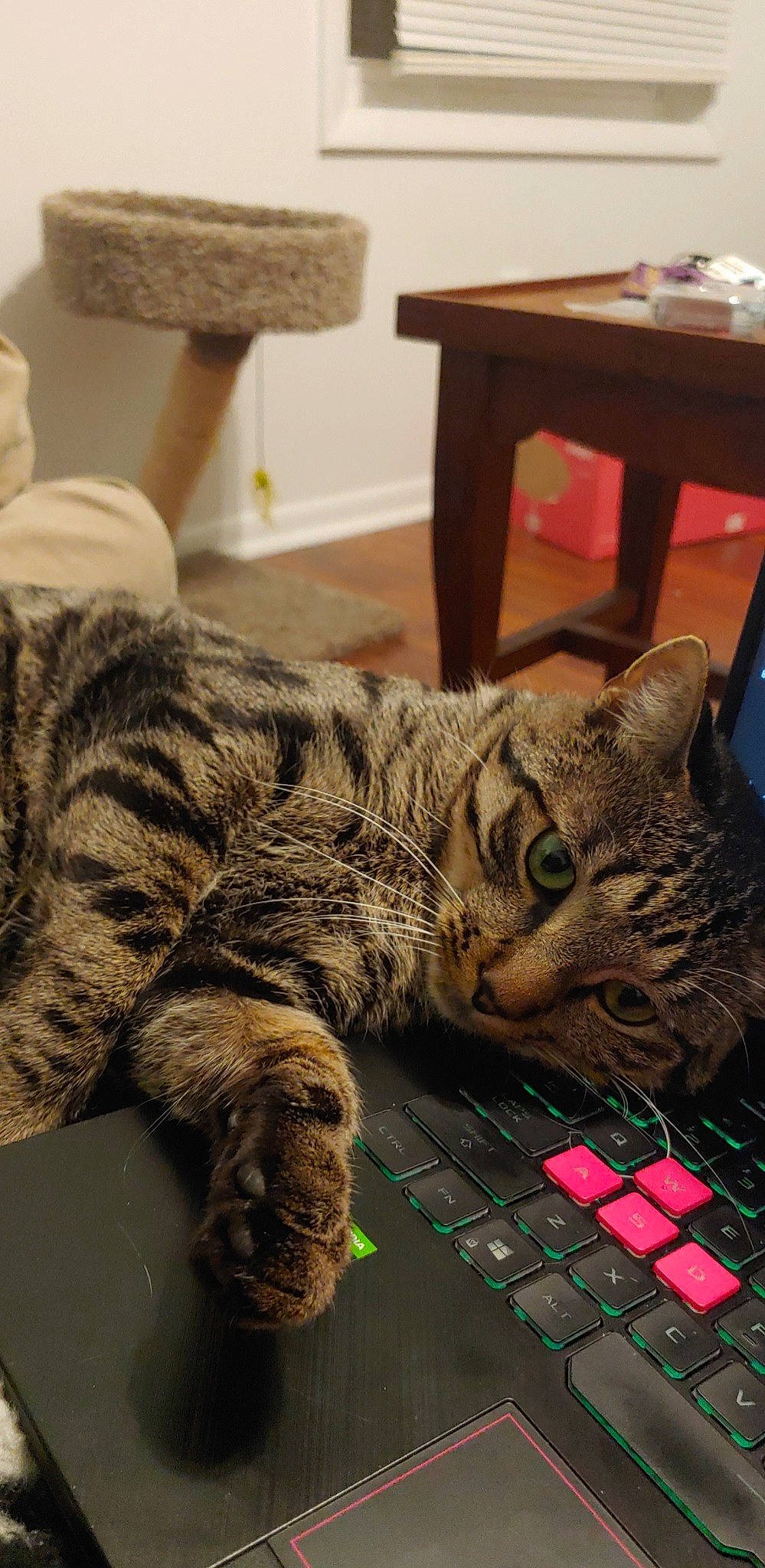 Ezra is registered to the contest to win money with this photo: box, carnivore, cat, comfort, domestic_short_haired_cat, felidae, flooring, fur, grey, mammal, paw, puzzle, sitting, small_to_medium_sized_cats, snout, table, tail, vertebrate, whiskers, wood