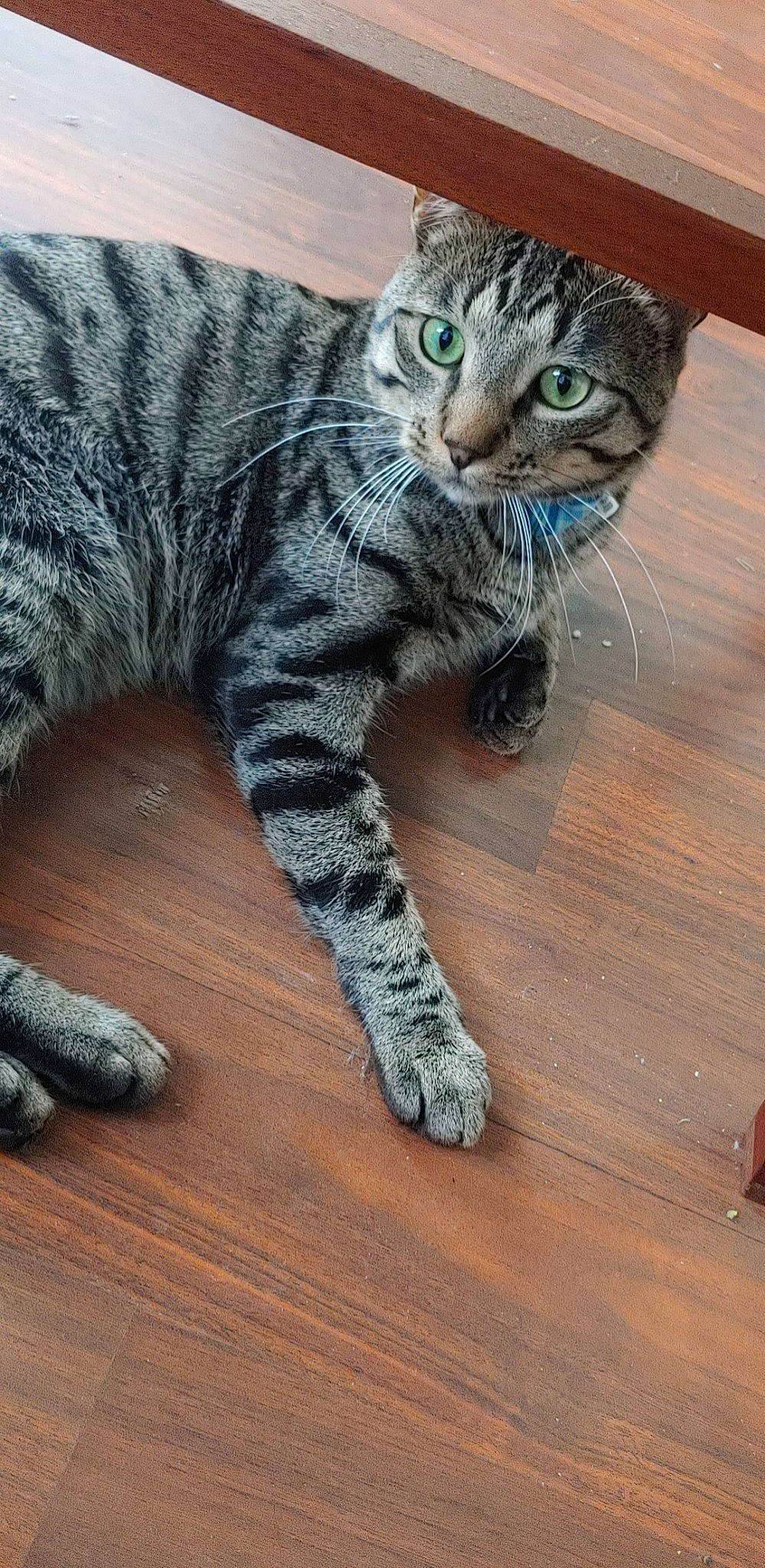 Ezra is registered to the contest to win money with this photo: carnivore, cat, claw, domestic_short_haired_cat, felidae, flooring, foot, fur, hardwood, paw, plank, small_to_medium_sized_cats, snout, tail, terrestrial_animal, varnish, whiskers, wood, wood_flooring, wood_stain