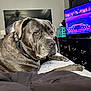 dog, large_dog, canine, pet, mastiff_type, collar, bed, blanket, bedding, bedroom, television, dresser, furniture, laundry_basket, indoor, portrait, looking_at_camera, paws, fur, eyes