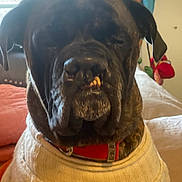 Unique is registered to the contest to win money with this photo: dog, brindle, large_dog, sweater, red_collar, close_up, portrait, muzzle, snaggletooth, bed, pillow, window, curtain, indoor, toy, furniture, cozy, black_fur, whiskers, ears