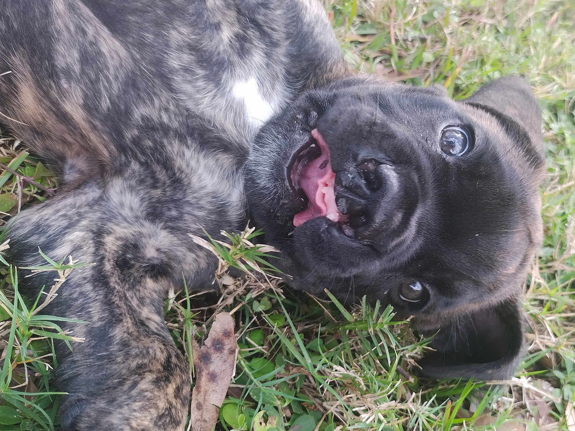 Unique is registered to the contest to win money with this photo: dog, puppy, brindle, grass, tongue, teeth, close_up, playful, pet, muzzle, eye, ear, fur, outdoor, leaf, nature, young, smiling, lying_down, cute