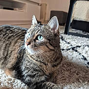 Loly Milo Tigrou a rejoint le concours — aidez-le/la à gagner de superbes lots ! animal, blue_eyes, cat, close_up, cozy, cute, domestic_cat, floor, fluffy, furniture, home, indoor, looking_away, pet, relaxed, rug, soft_light, striped_fur, tabby_cat, whiskers