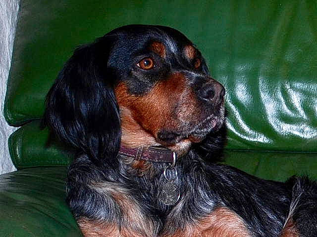 Gibbs a rejoint le concours — aidez-le/la à gagner de superbes lots ! canidae, carnivore, companion_dog, dog, dog_breed, fur, hunting_dog, liver, snout, spaniel, sporting_group, terrestrial_animal, whiskers, working_animal, working_dog