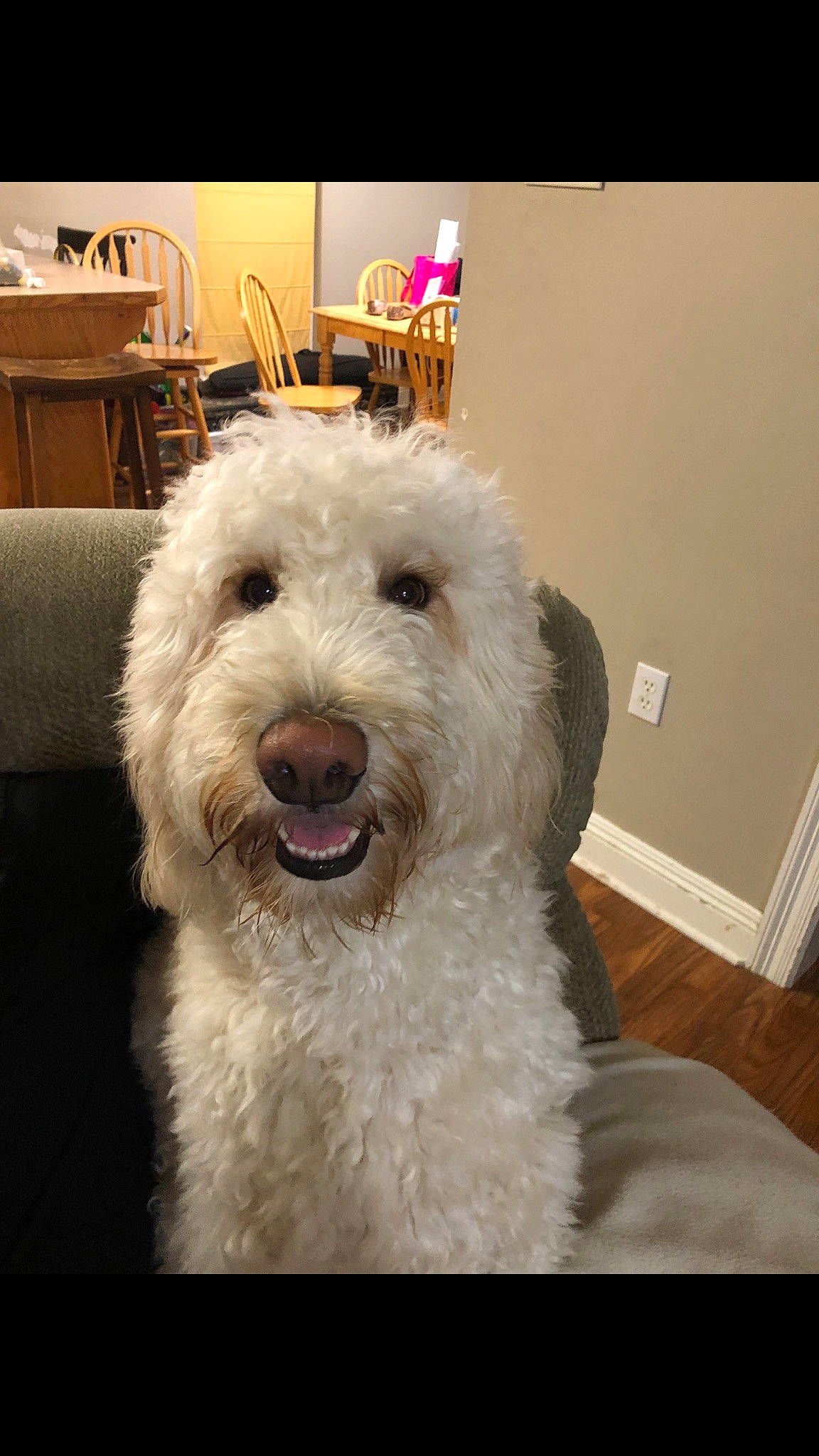 Jaxx is registered to the contest to win money with this photo: canidae, carnivore, chair, companion_dog, dog, dog_breed, fang, flooring, fur, giant_dog_breed, non_sporting_group, poodle, small_terrier, sporting_group, table, terrier, water_dog, working_animal