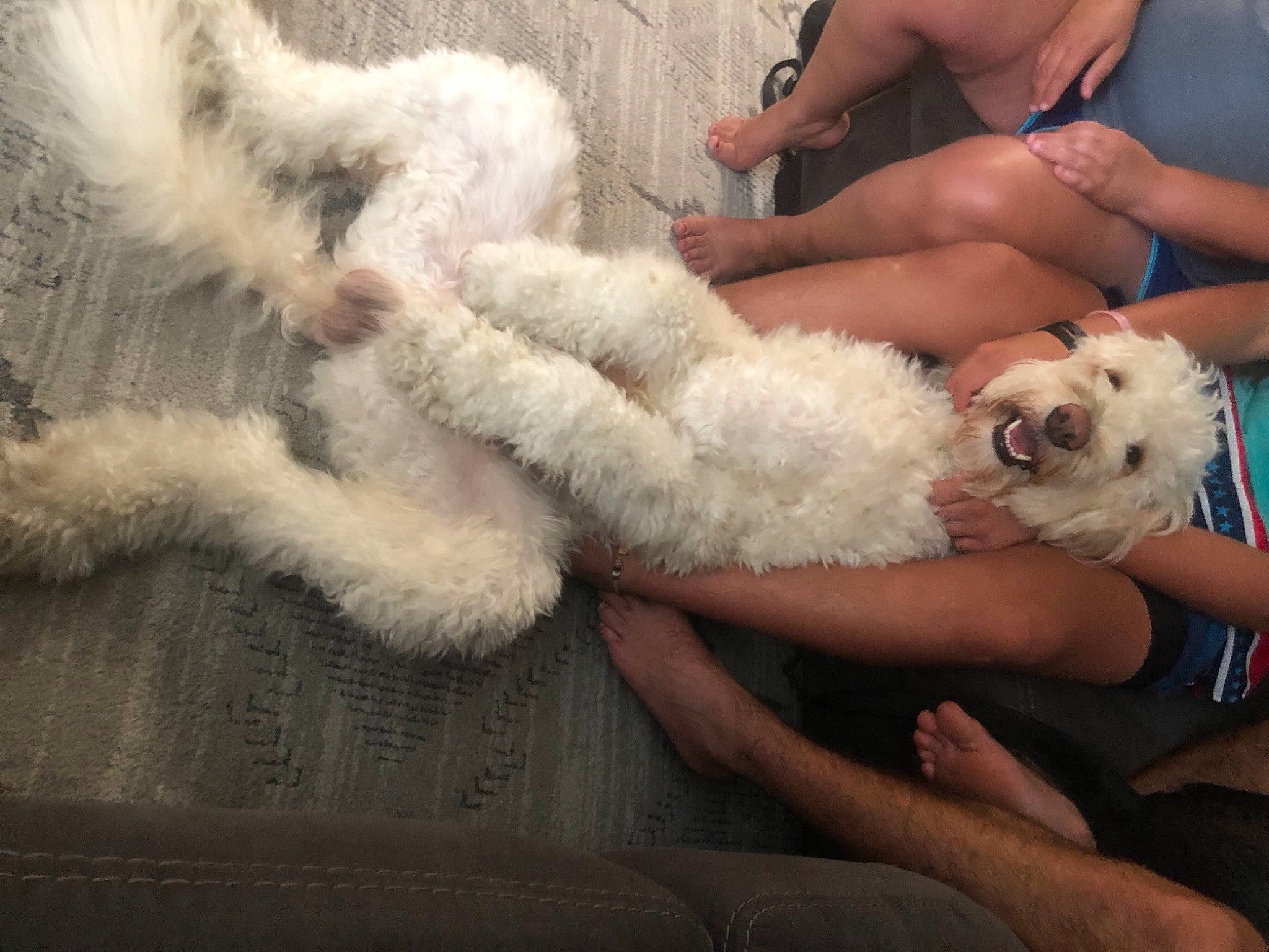 Jaxx is registered to the contest to win money with this photo: abdomen, beauty, carnivore, comfort, companion_dog, dog, dog_breed, fawn, foot, fun, fur, fur_clothing, human_leg, knee, leg, mammal, sitting, sporting_group, thigh, toy_dog