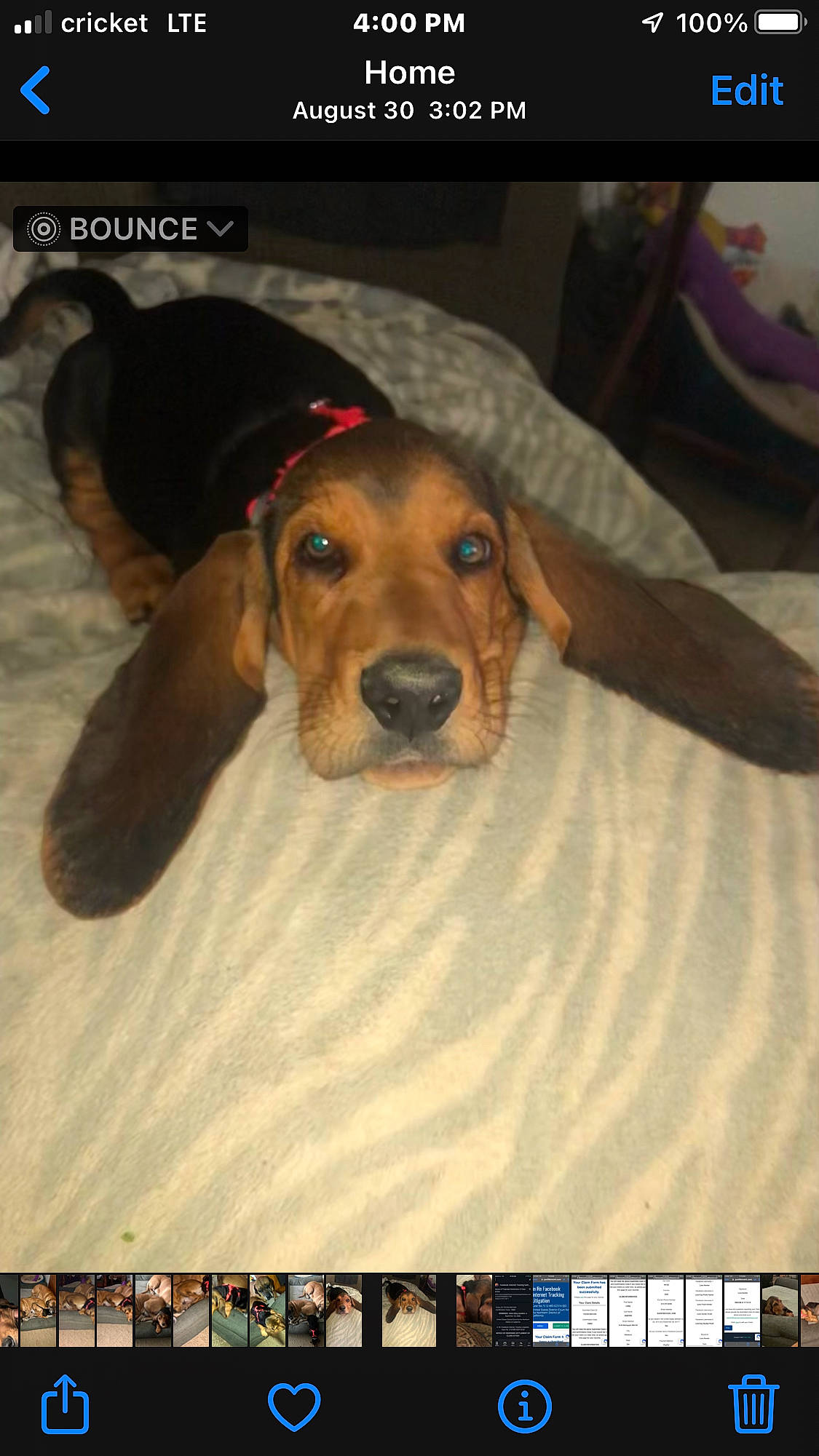 Archibald joined the competition — help win amazing prizes! advertising, canidae, carnivore, companion_dog, dog, dog_breed, dog_supply, font, logo, pet_supply, photo_caption, screenshot, snout, sporting_group, terrestrial_animal, working_animal