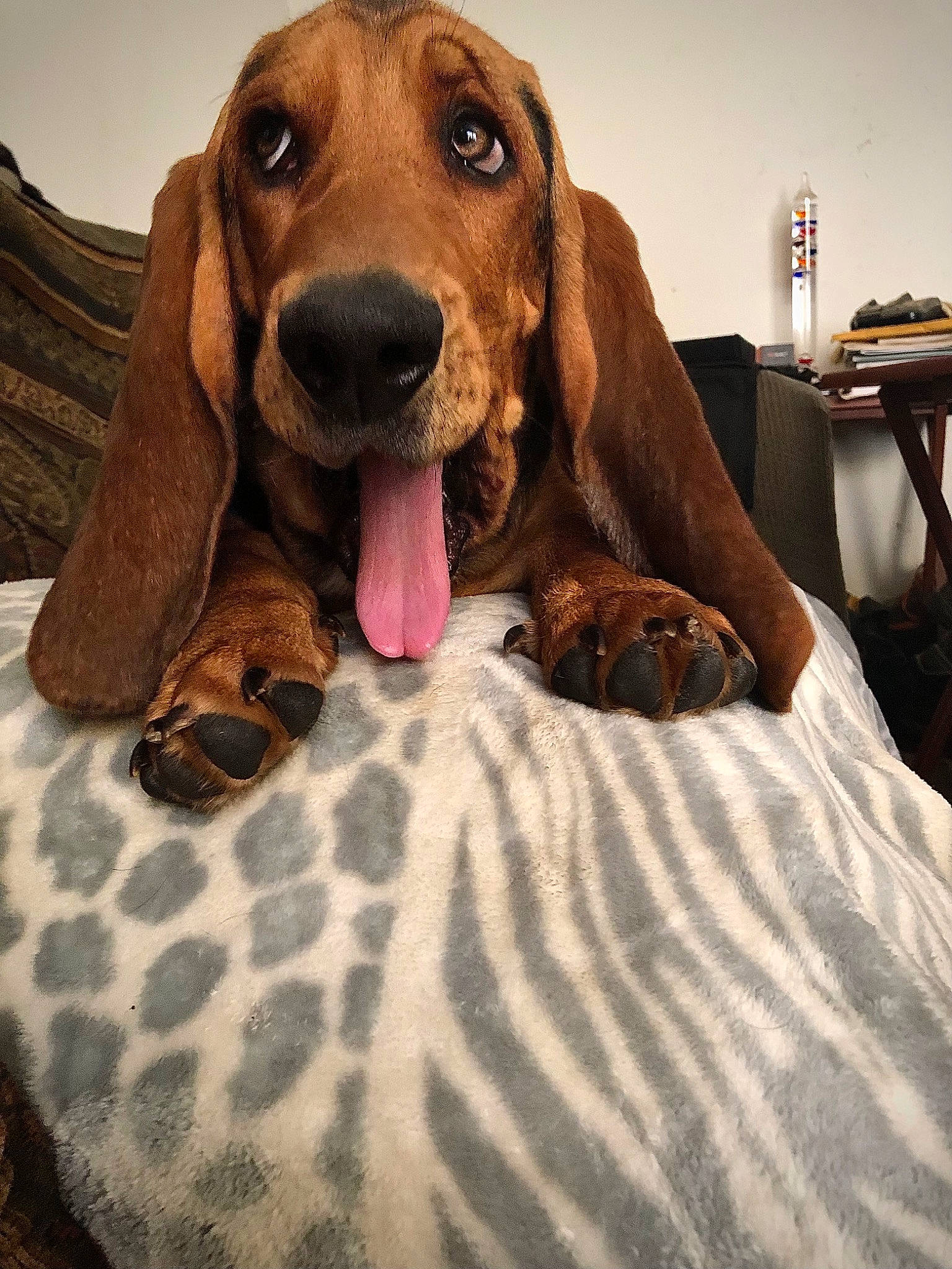 Archibald joined the competition — help win amazing prizes! basset_hound, brown, canidae, carnivore, comfort, companion_dog, dog, dog_breed, dog_supply, fawn, hound, linens, liver, pet_supply, scent_hound, snout, sporting_group, toy, wood, working_animal