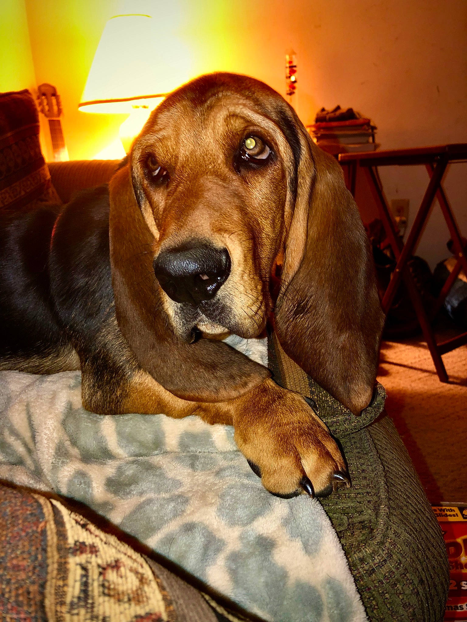 Archibald is registered to the contest to win money with this photo: canidae, carnivore, comfort, companion_dog, dog, dog_breed, dog_supply, fawn, fur, hardwood, hound, liver, metal, pet_supply, scent_hound, snout, sporting_group, whiskers, wood, working_animal