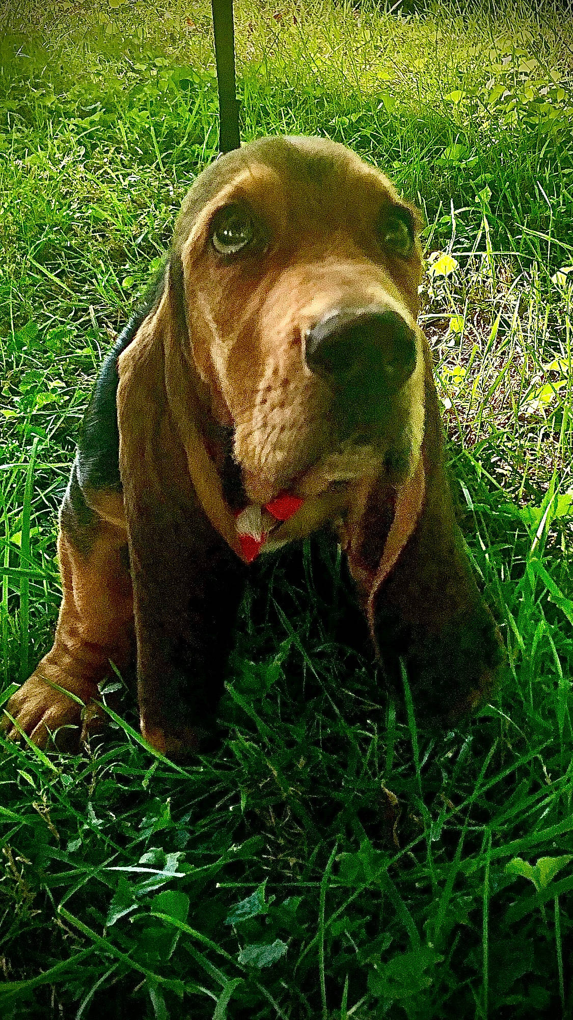 Archibald is registered to the contest to win money with this photo: canidae, carnivore, collar, companion_dog, dog, dog_breed, dog_collar, fawn, grass, grassland, groundcover, gun_dog, labrador_retriever, liver, plant, pointing_breed, terrestrial_animal, whiskers, working_animal, working_dog